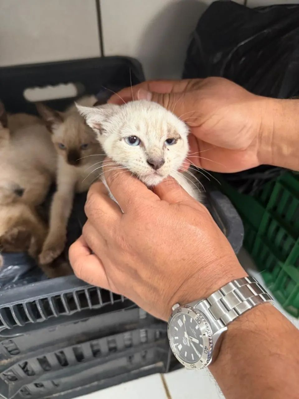 Animais doação  - Foto 4