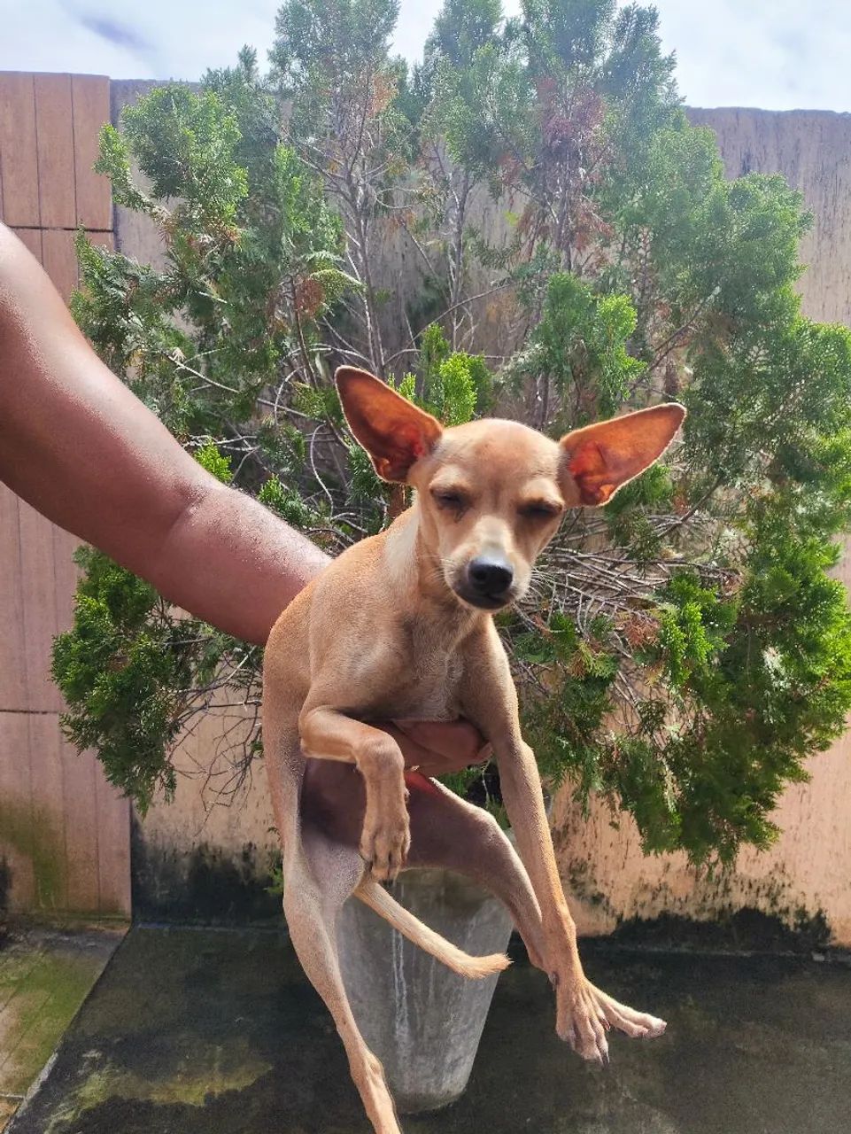 Pinscher 1 - Foto 5