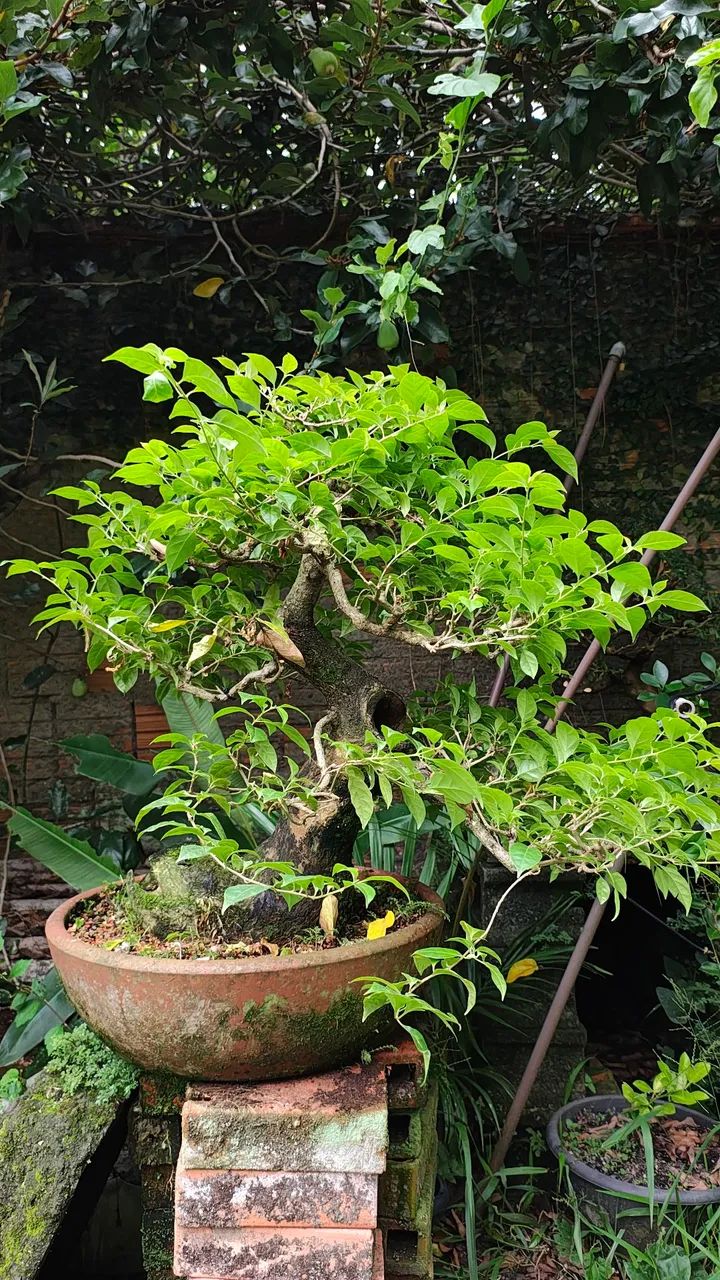 Pré bonsai Bouganvillea primavera - grande - Foto 4