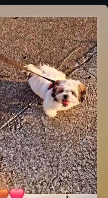 Cachorro 