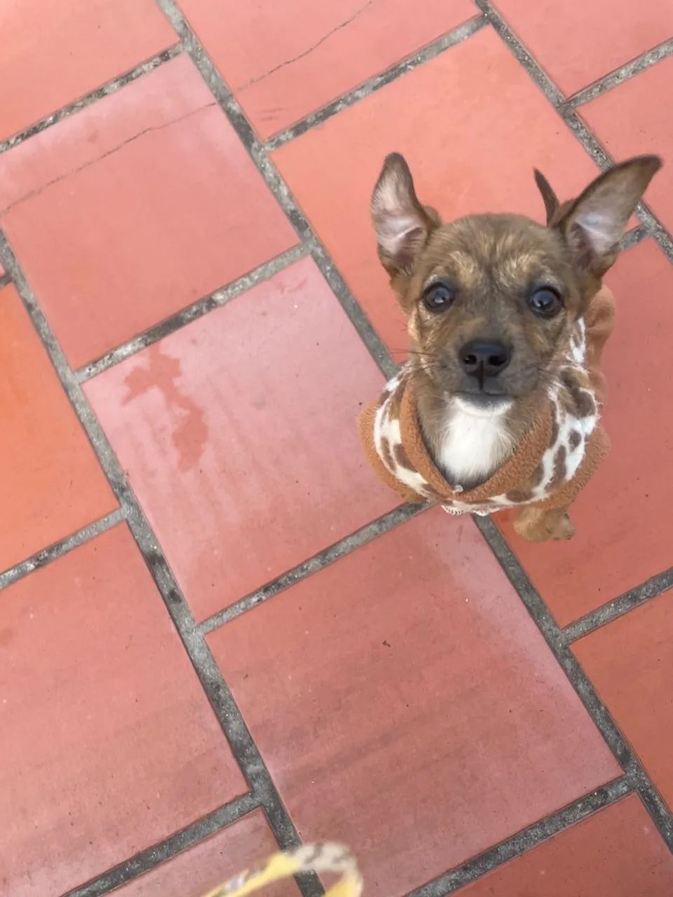 Cachorro 