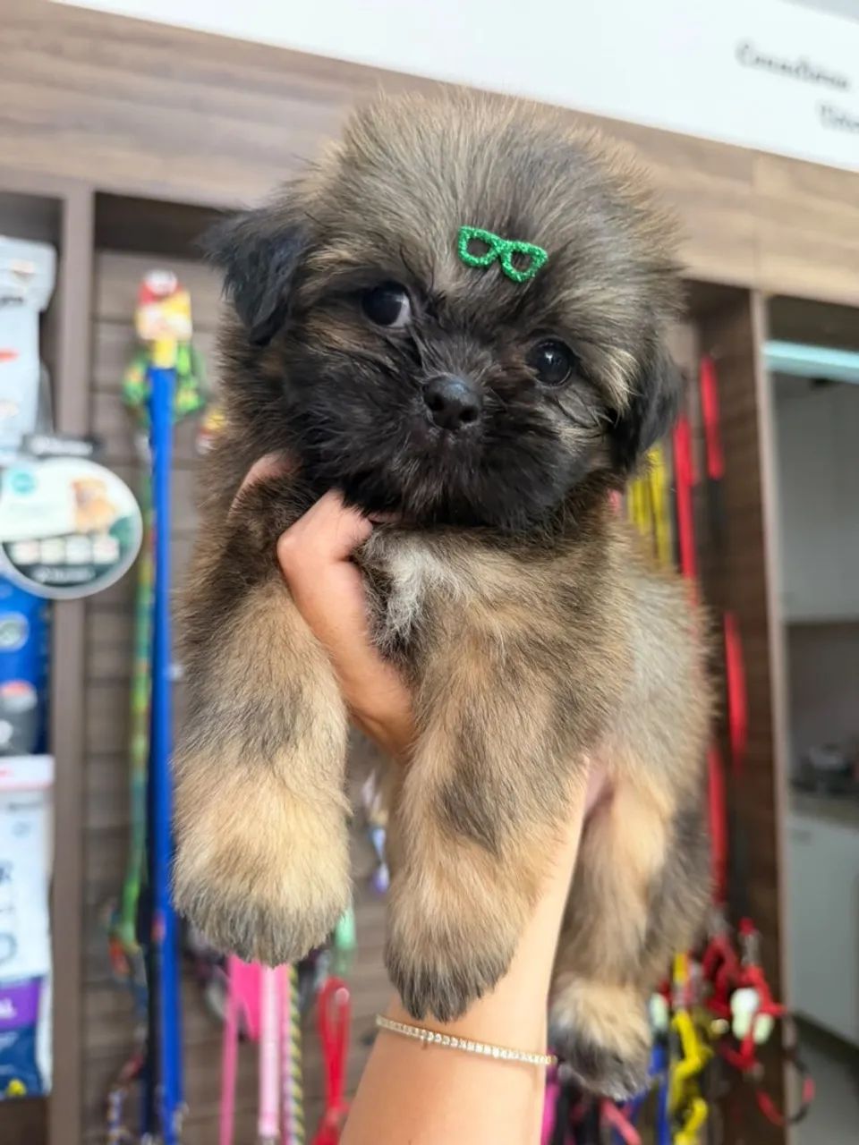 Shih tzu 