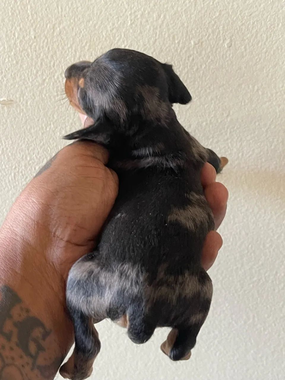 Cachorro  - Foto 5