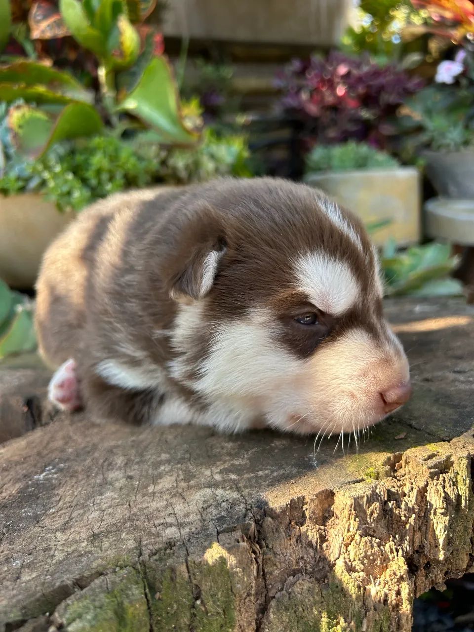 Husky Siberiano  - Foto 4