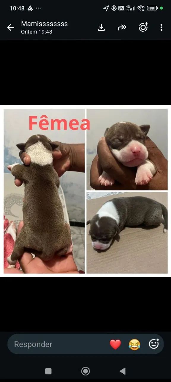 Filhotes de Pitbull  - Foto 3