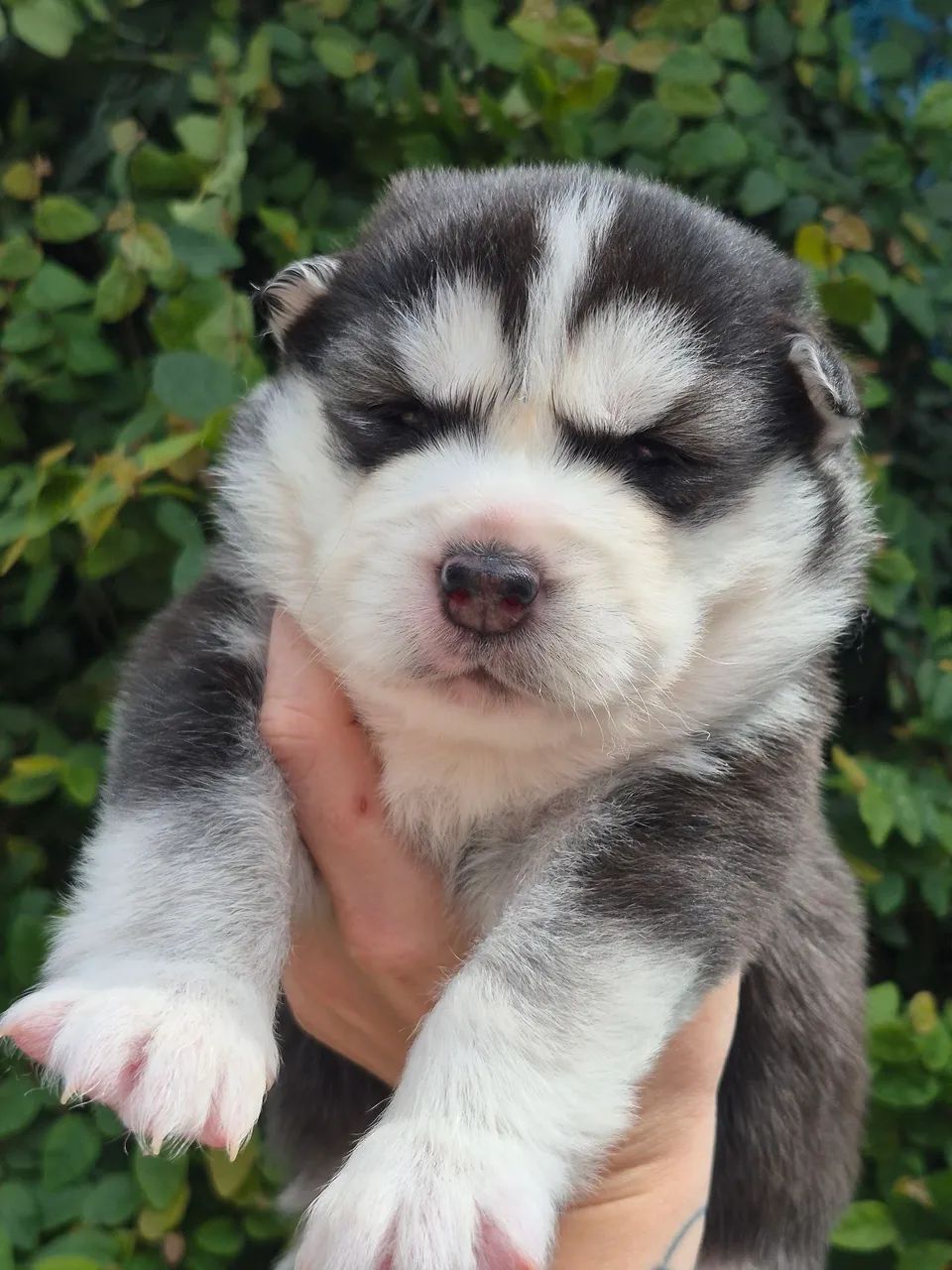 Filhotes husky wooly - Foto 4