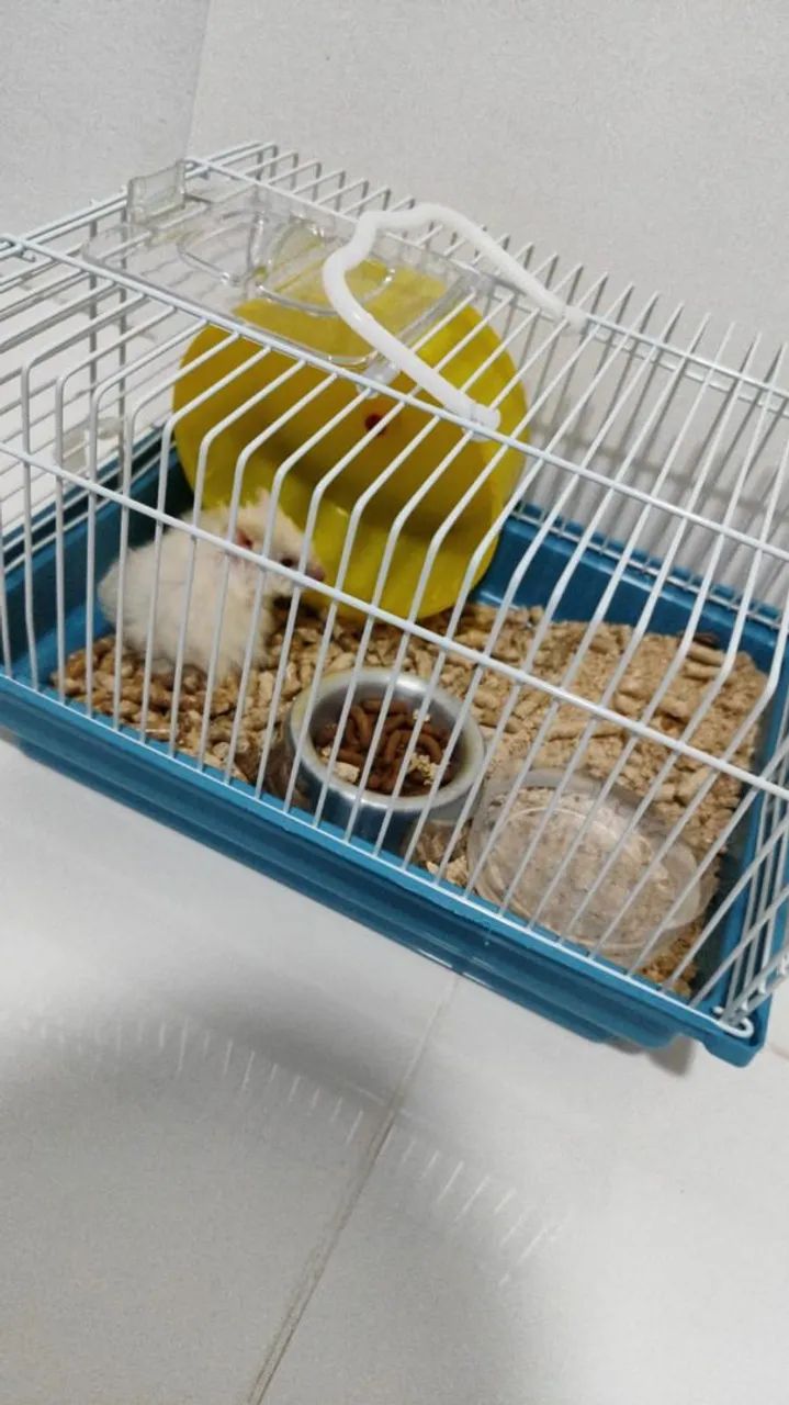 Hamster 