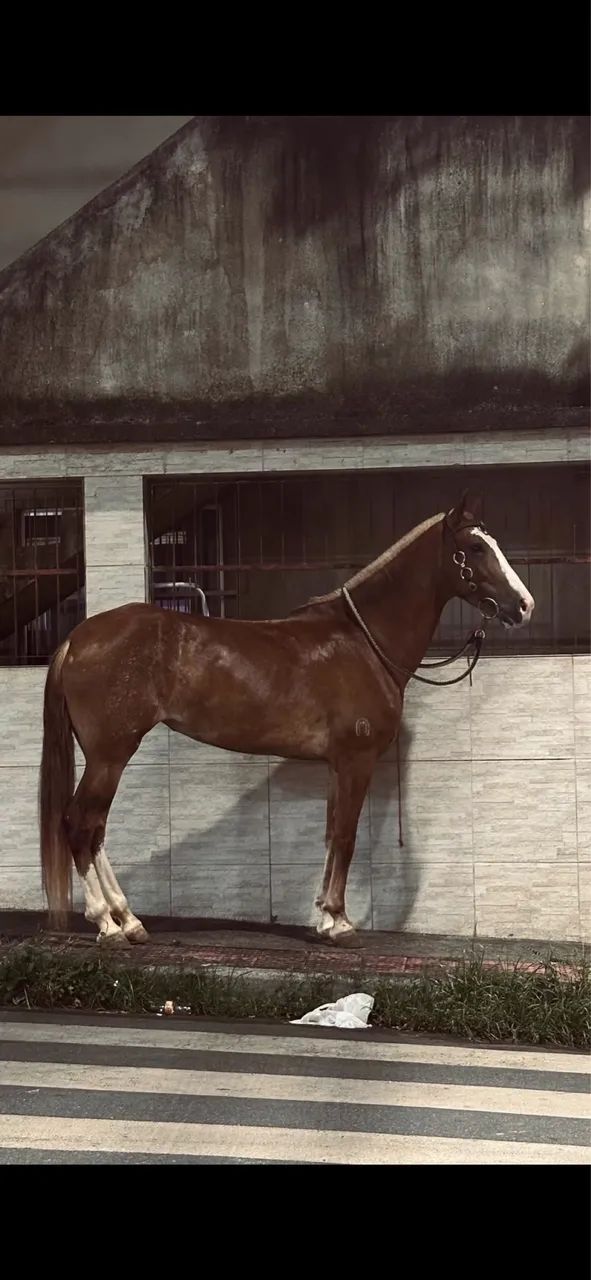 Égua mangalarga marchador  - Foto 3