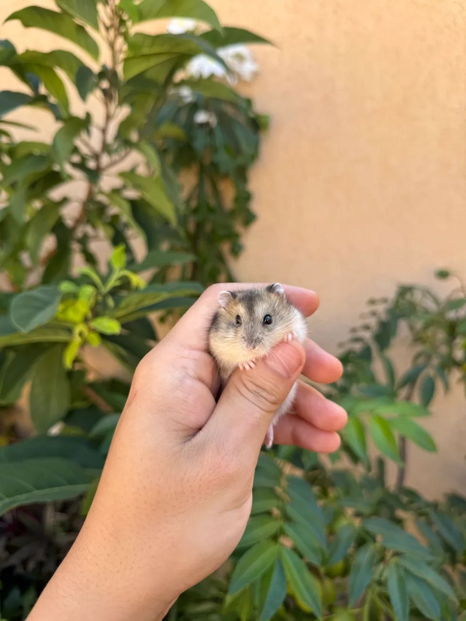 Hamster Anão  - Foto 2