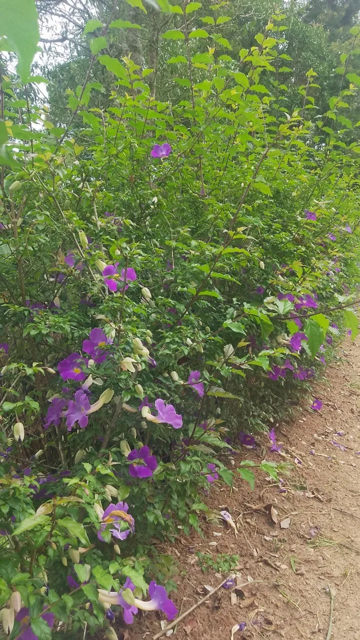 Jardinagem e paisagismo  - Foto 3