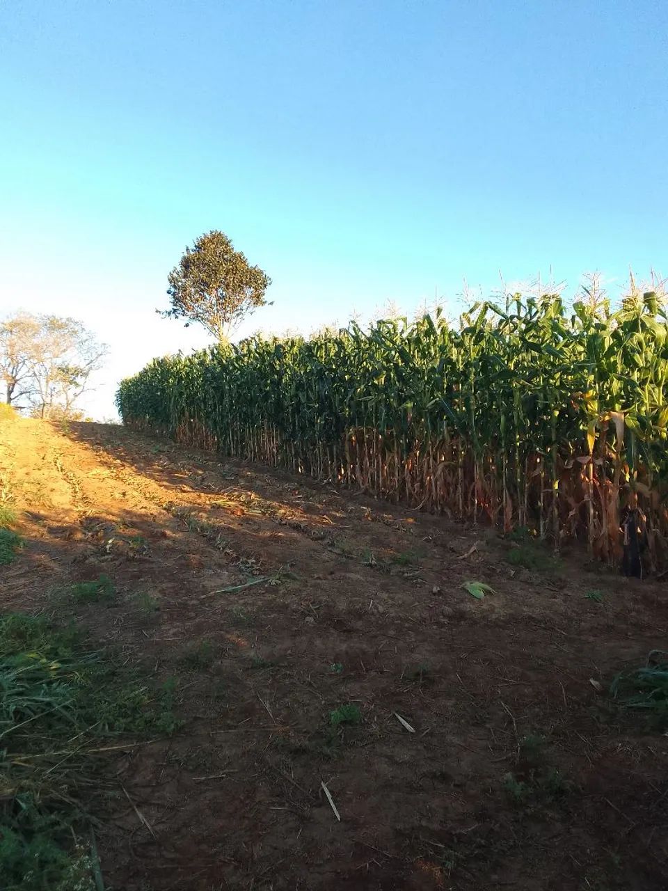 Silagem de milho  - Foto 2