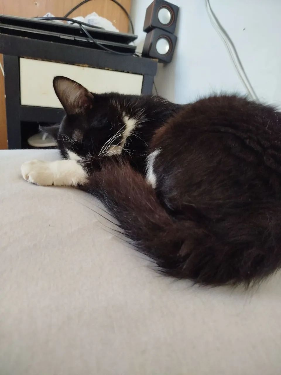 Adoção de gatinhos 