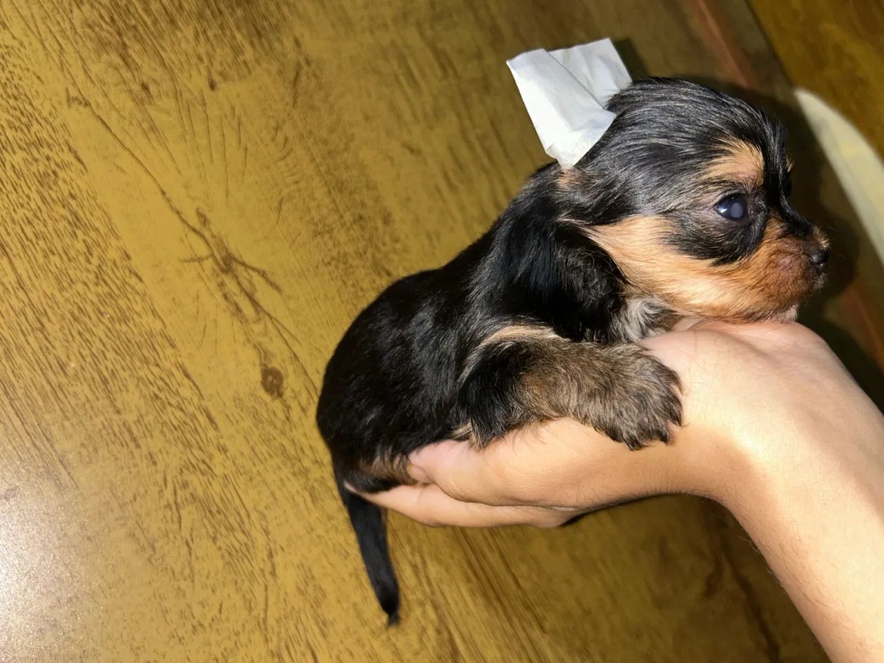 Filhotes de yorkshire terrier MACHO MICRO - Foto 3