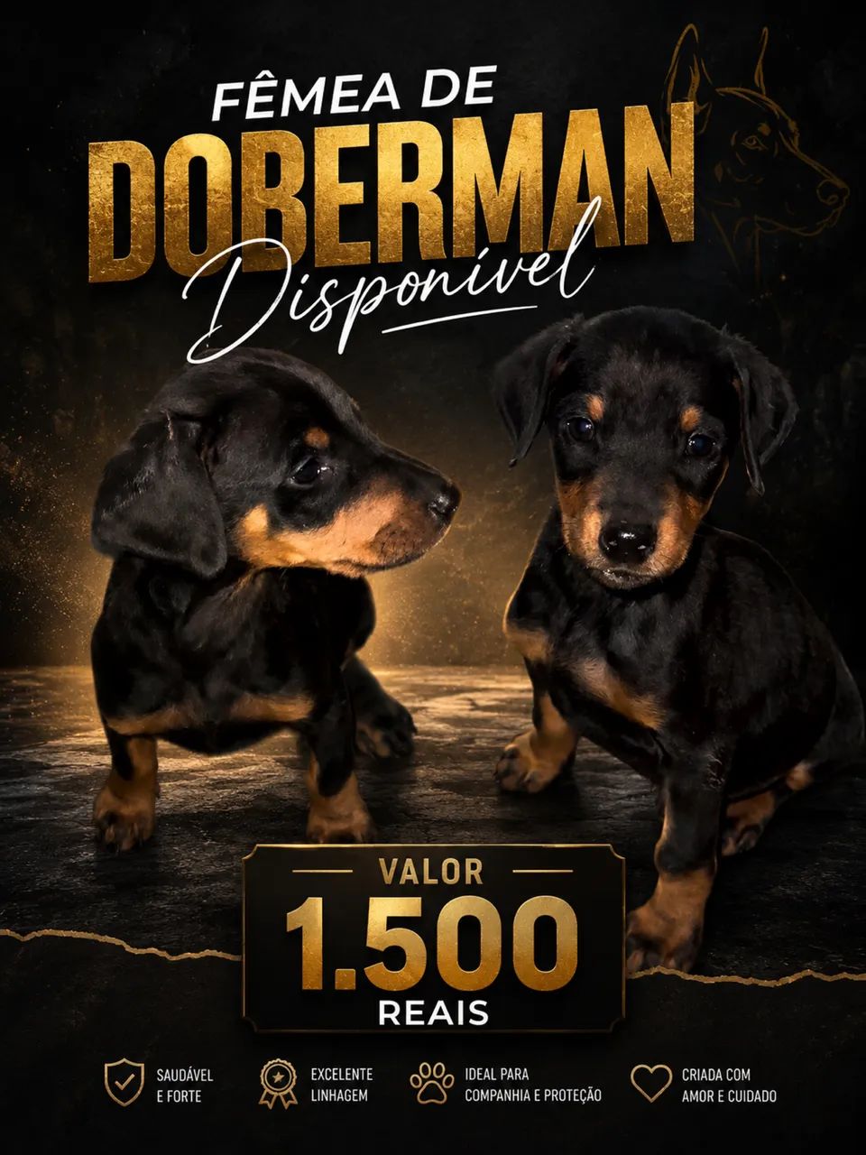 Doberman americano