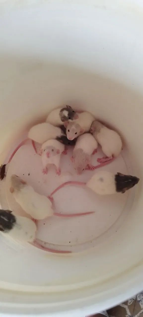 Twisters Pets/ Biotério  - Foto 6