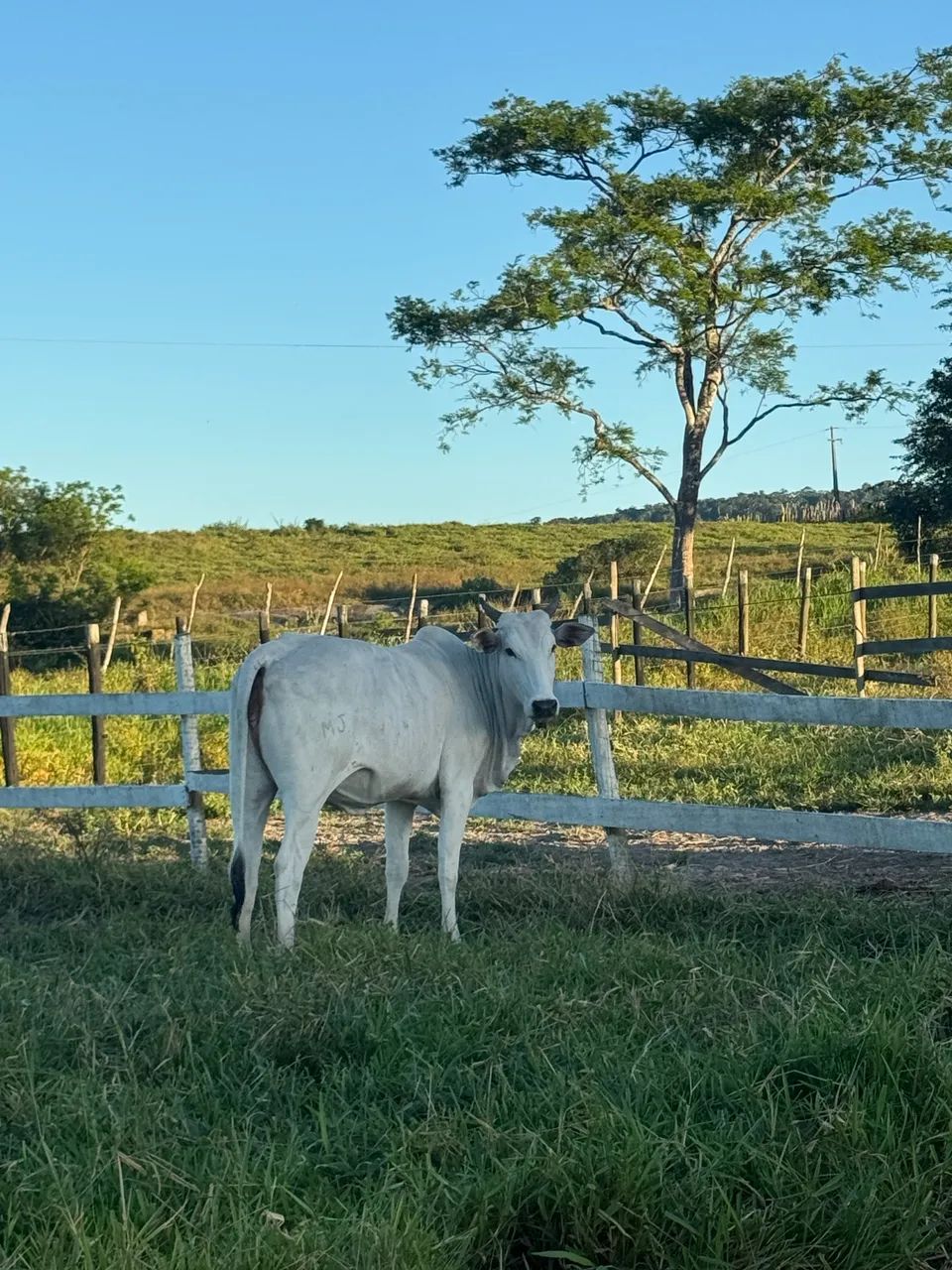 Novilhas 
