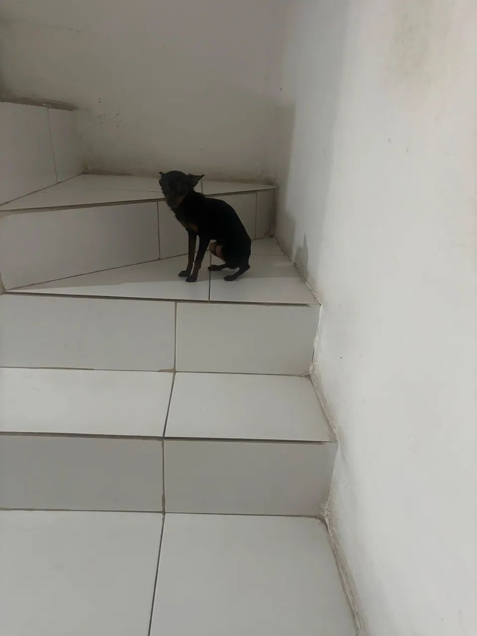 Pinscher zero