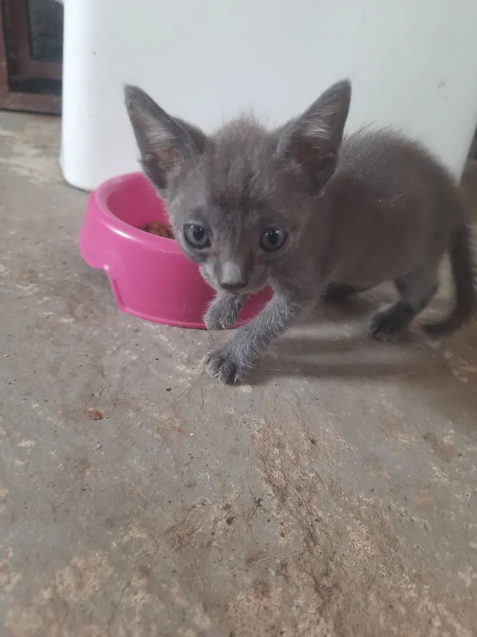 Gato Cinza (macho)