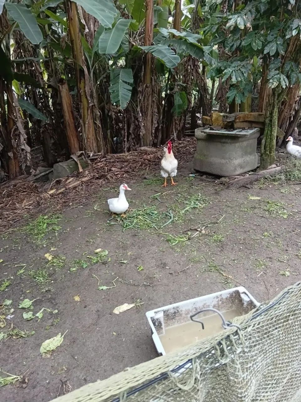 Ovos galados