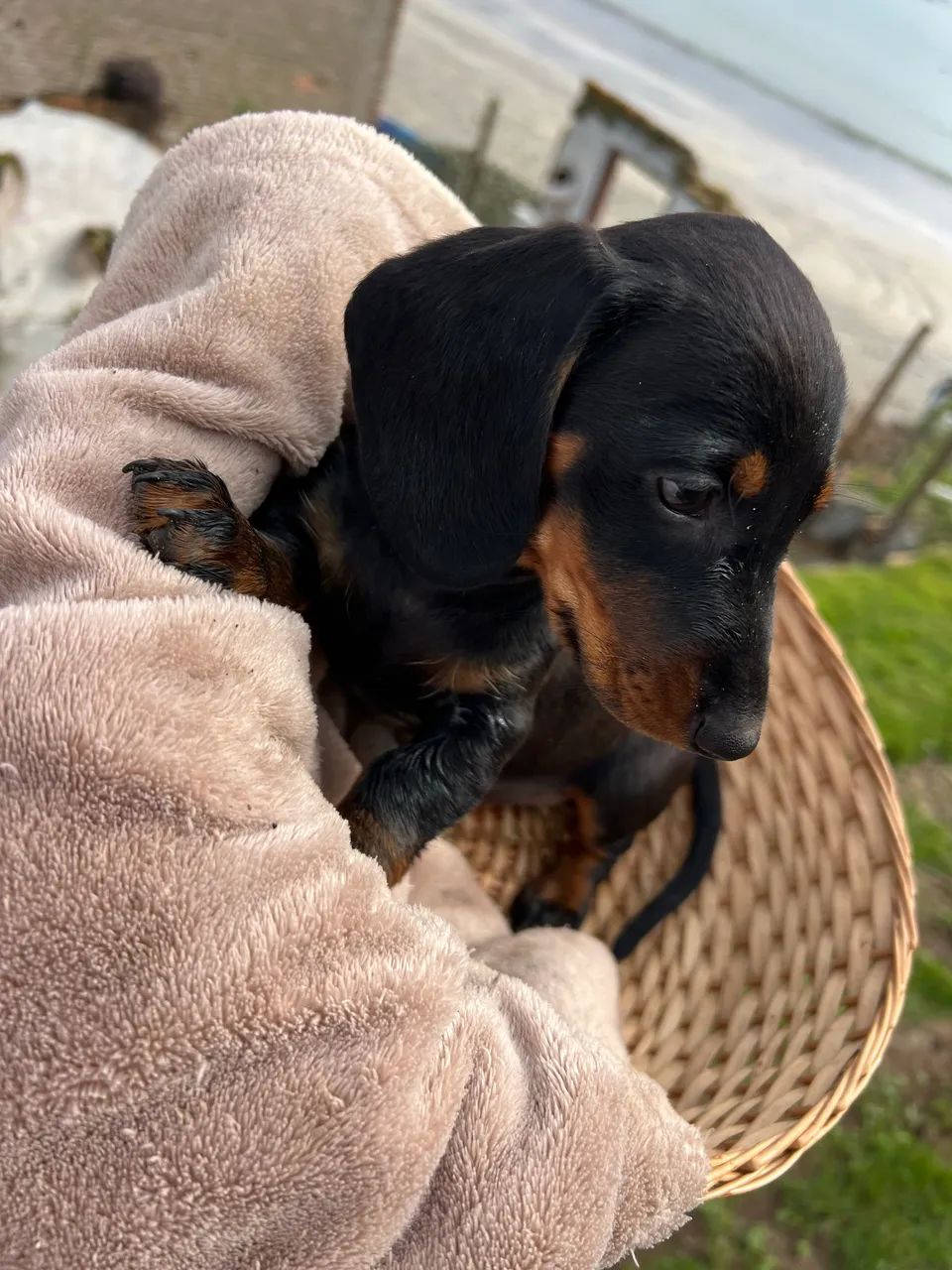 Dachshund (Cofap/Teckel) Macho Black & Tan - Foto 4