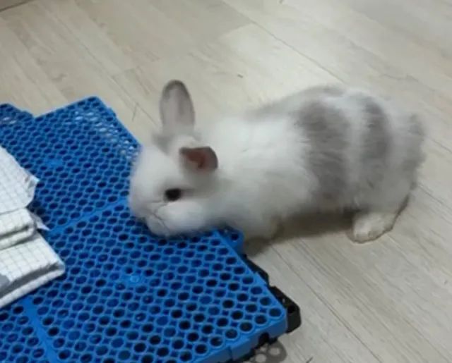 Coelhos filhotes - Foto 2