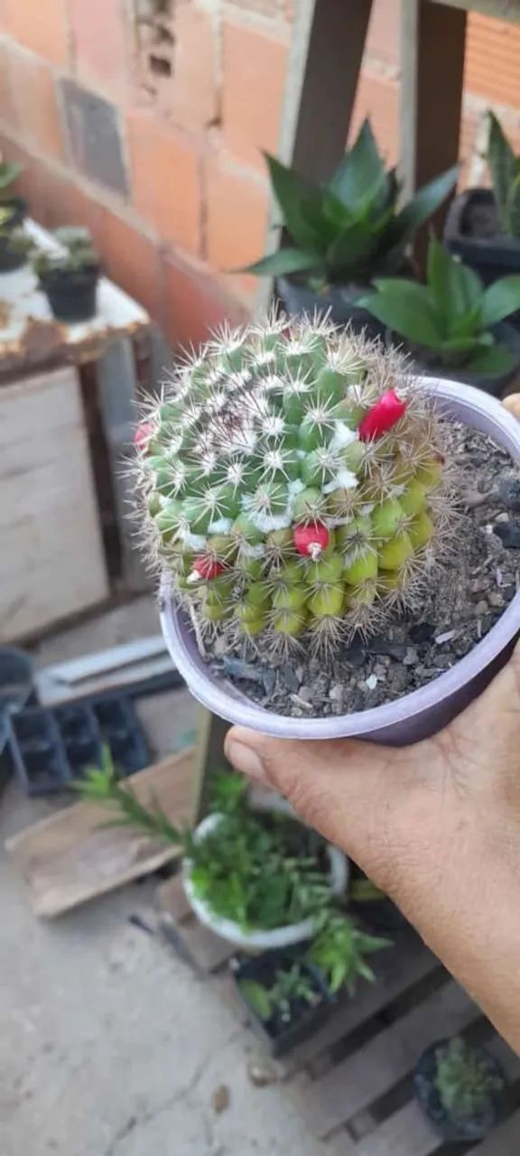 Cactos de várias espécies  - Foto 2