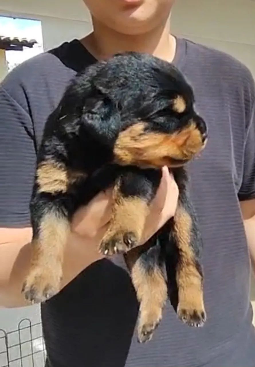 Super Ninhada de Rottweiler  - Foto 2