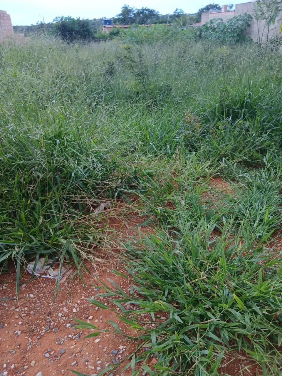 Lote no bairro Campestre - Sete Lagoas - MG