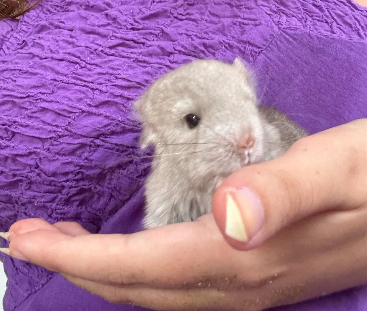 Chinchila disponível para reserva - Foto 3