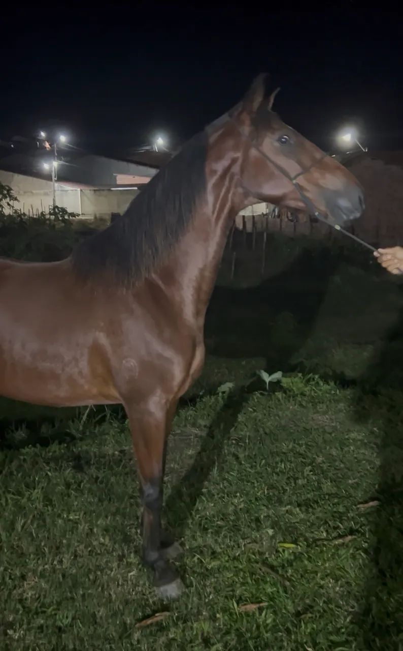 Cavalo MM