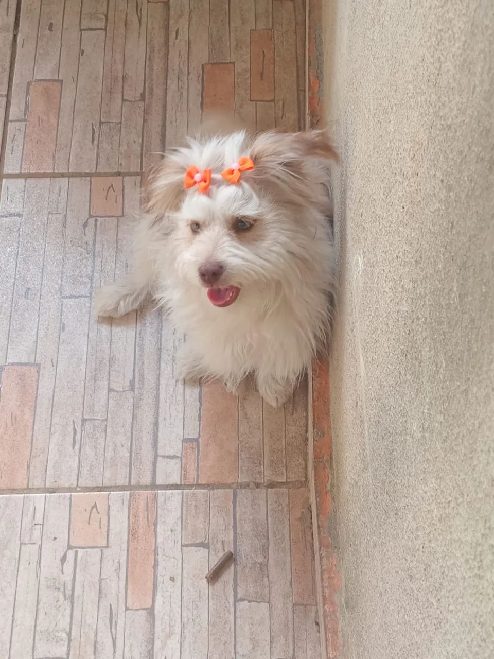 Doação shitszu  - Foto 3