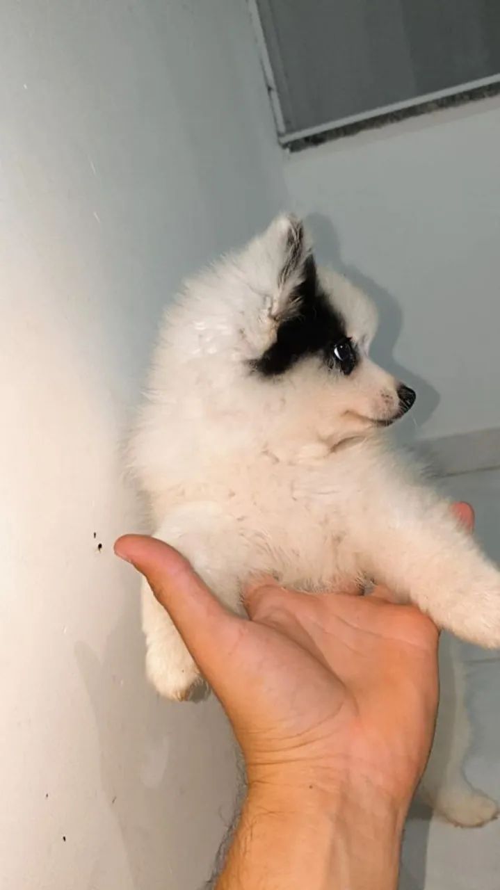 Filhote de Spitz Alemão
