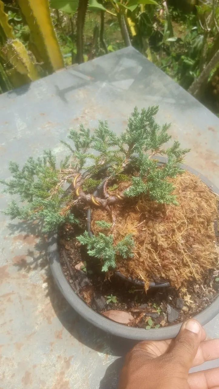 Bonsai Juniperus procumbens  - Foto 5