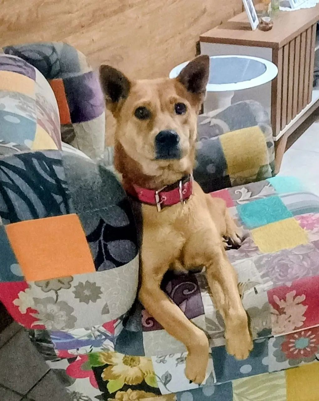Doa-se Cachorrinha !
