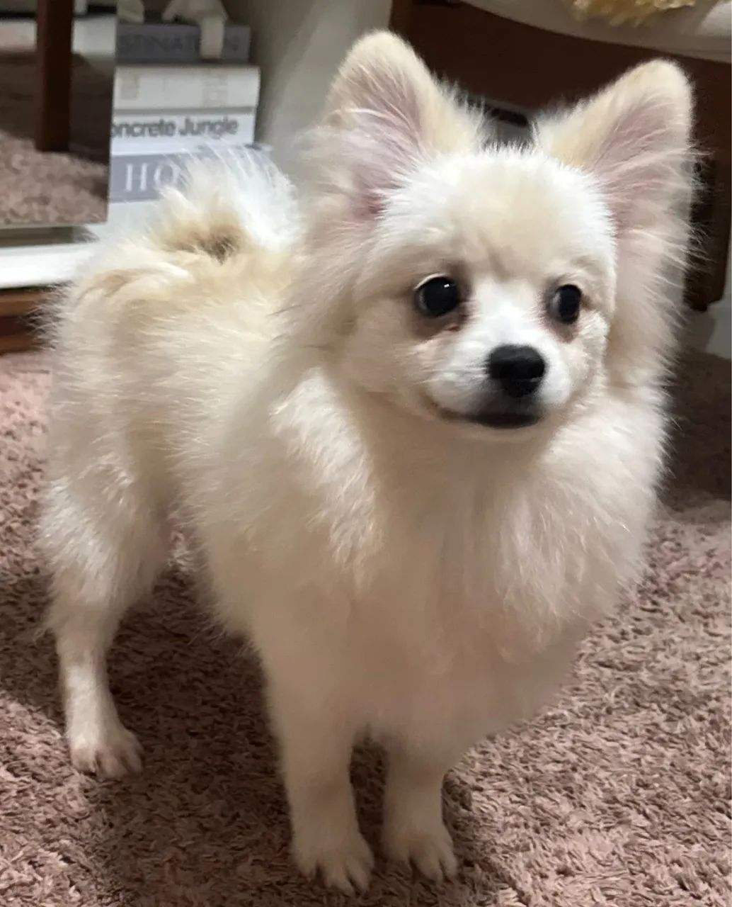 Lulu Pomerania - Spitz Alemão Fêmea (Filhote 7 meses - Nasceu 04/12/25)  - Foto 2