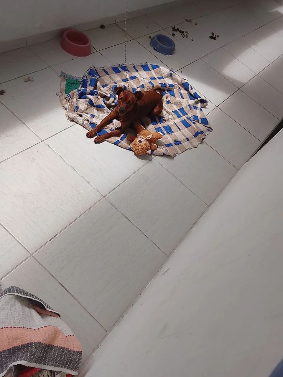 Cachorro  - Foto 2