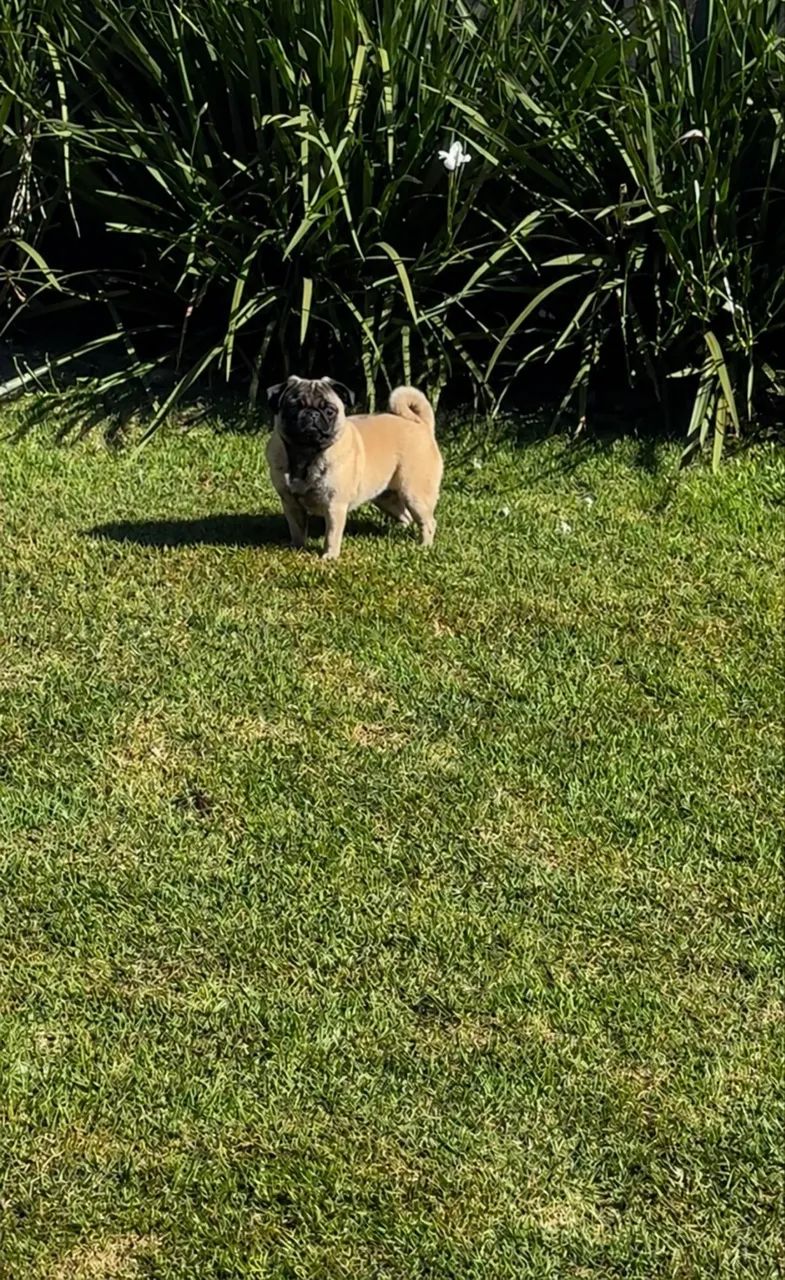 Pug 