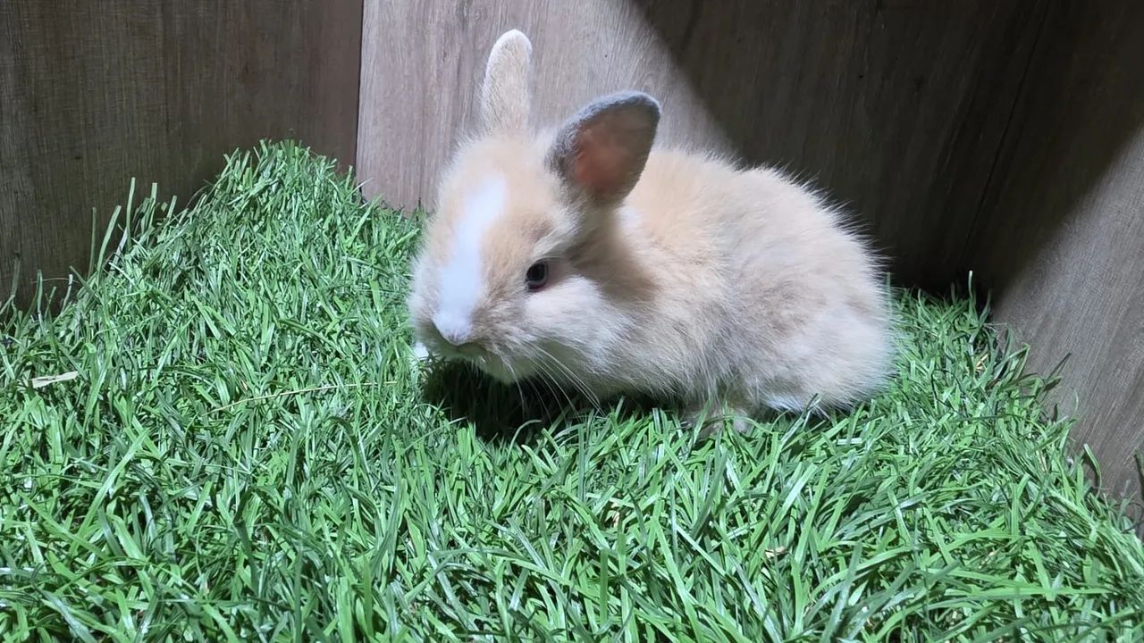 Mini Coelhos ( Mini Loop, Mini Lion ) - Foto 4