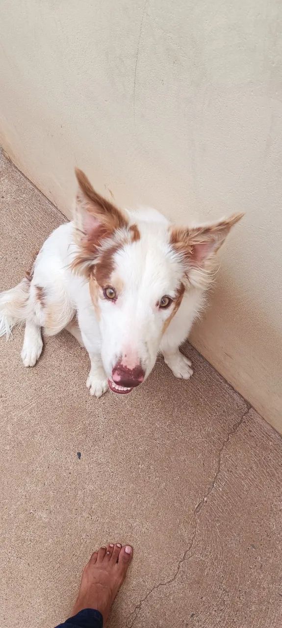 Border Collier  - Foto 3