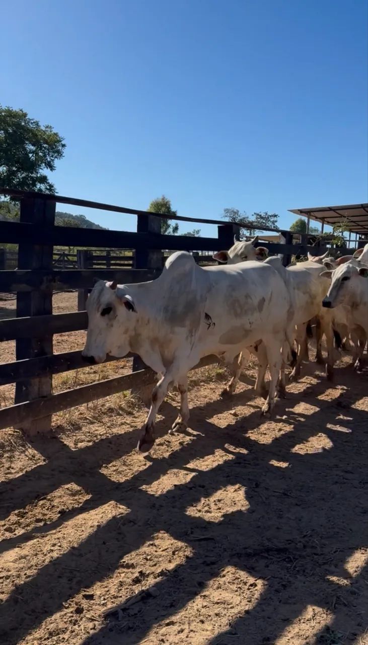 Vacas Nelore  - Foto 5