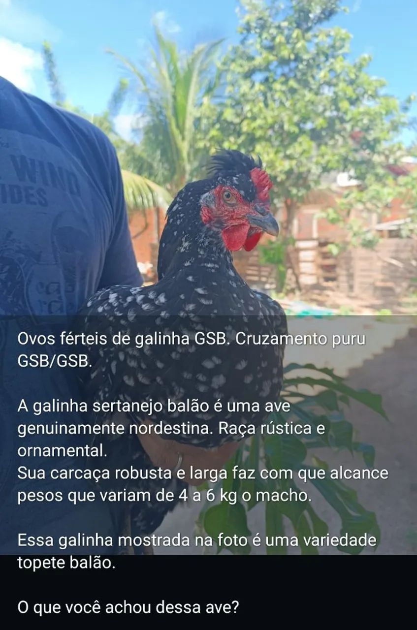 Ovos férteis Galinha GSB. Aves de alto padrão. - Foto 6
