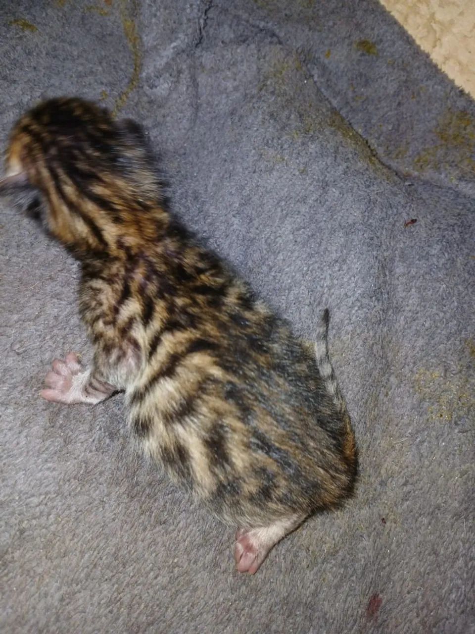 Gato Bengal  - Foto 5