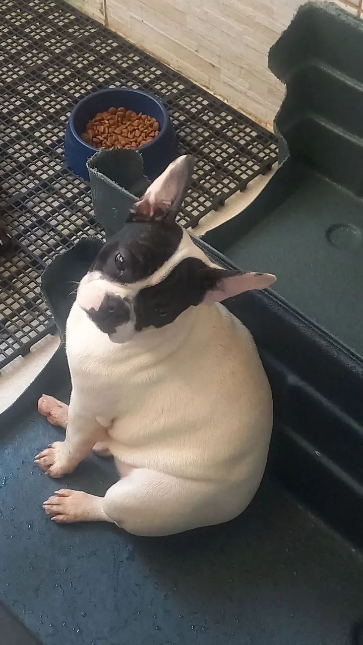 Buldogue frances  - Foto 4