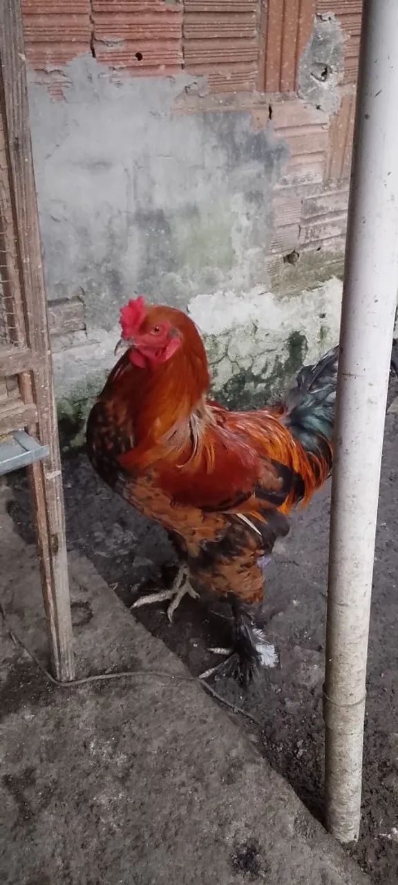 Um casal de  Brahma - Foto 2