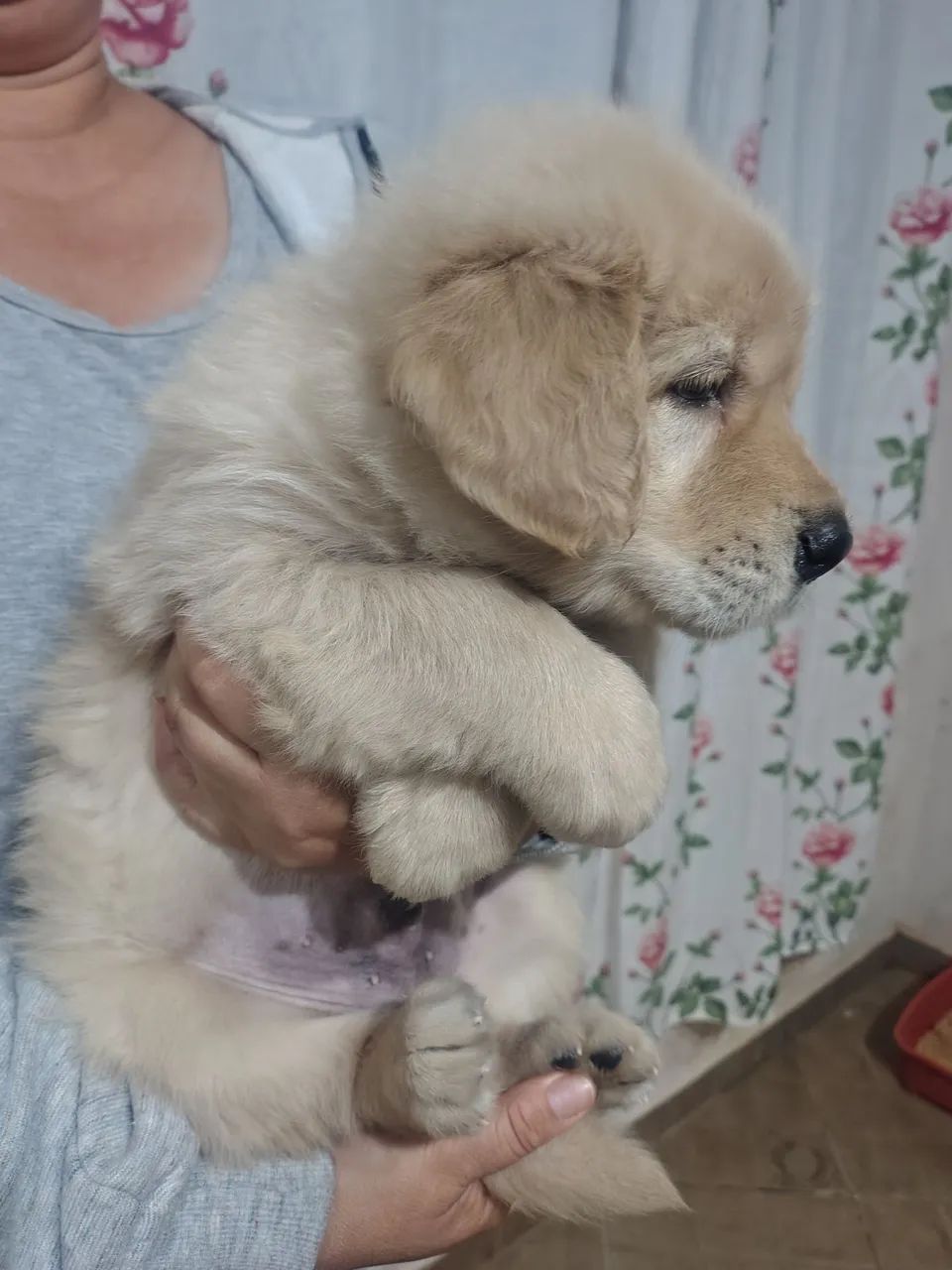 Golden Retriever  - Foto 3