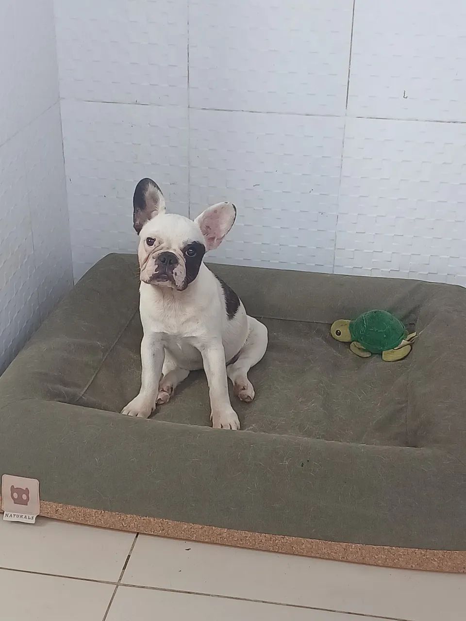 Vende Buldogue - Foto 2