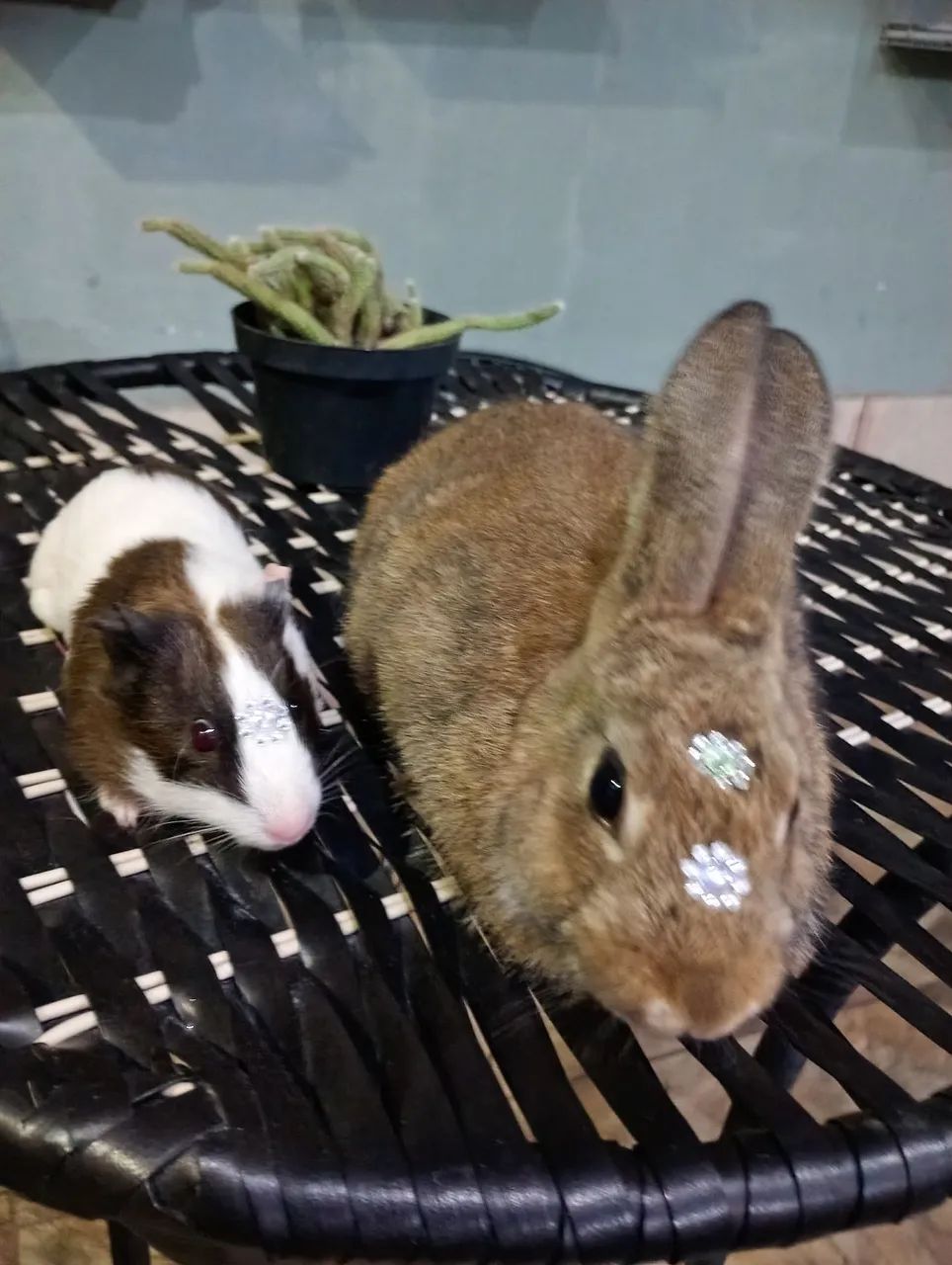 Coelhinho raça pequena 