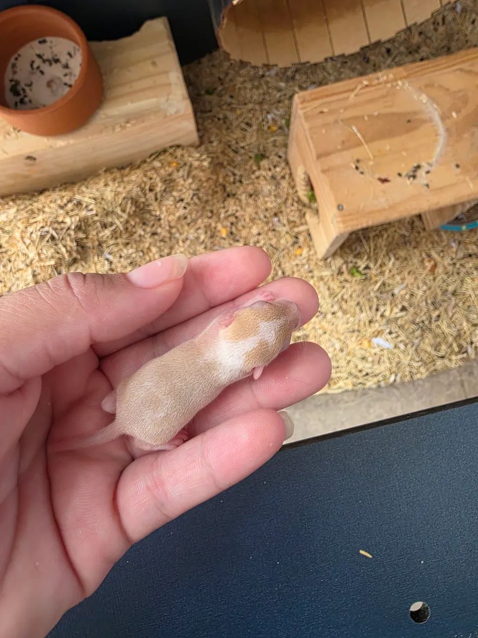 Vendo Gerbil (esquilo da Mongólia) - Foto 2