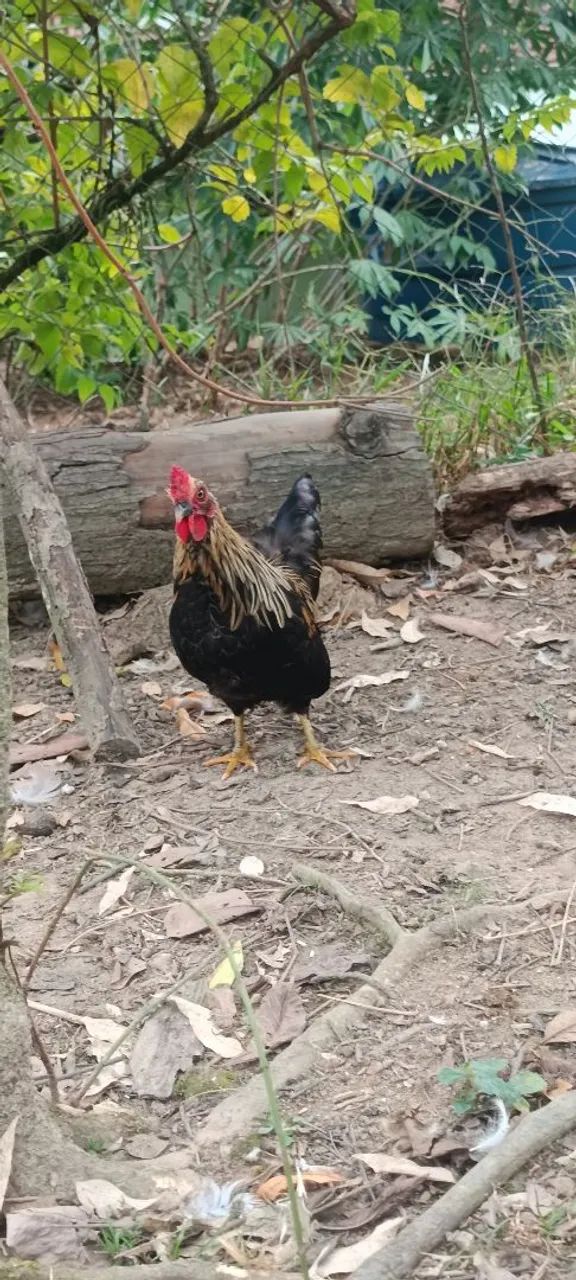 Vendo mini galo garnisé  - Foto 6