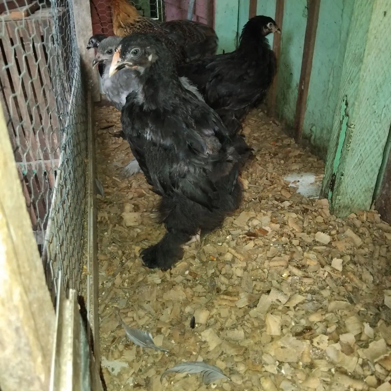 Estou vendendo pintos da raça brama  - Foto 4